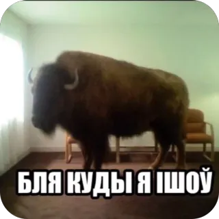 🫥 5036f71d Бля куды я шоў bisonte, bufalo, ucraino, meme whatsapp sticker