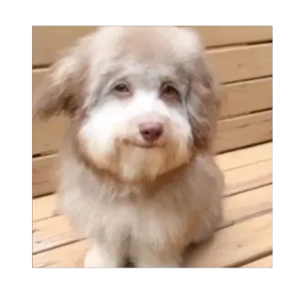 🫥 9a796f4c cane, faccia umana, animale, divertente, carino whatsapp sticker