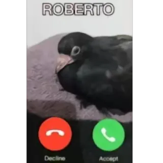 📞 c9cf1a86 ROBERTO uccello, chiamata in arrivo, Roberto, divertente, piccione, telefonata whatsapp sticker