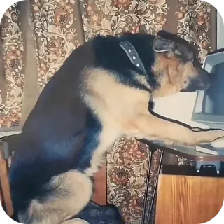 🐱 e7ed4ba7 cane, computer, pastore tedesco, animale, animale domestico, ufficio, scrivania whatsapp sticker