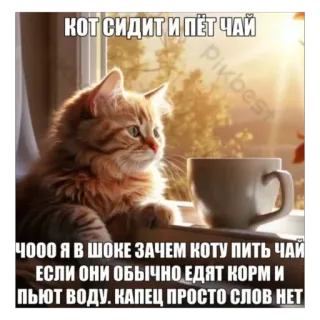 🫥 f2baa9e2 КОТ СИДИТ И ПЕТ ЧАЙ
ЧООО Я В ШОКЕ ЗАЧЕМ КОТУ ПИТЬ ЧАЙ
ЕСЛИ ОНИ ОБЫЧНО ЕДЯТ КОРМ И
ПЬЮТ ВОДУ. КАПЕЦ ПРОСТО СЛОВ НЕТ gatto, tè, umorismo, animale, animale domestico whatsapp sticker