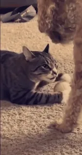 😾 00789956 gato, perro, mascota, animal, animal doméstico, juguetón, mascota telegram sticker