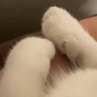 🐾 5239f7c4 patas de gato, pelaje blanco, animal, mascota, animal doméstico, gato telegram sticker