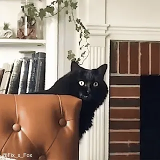 😼 7d1ad546 @Fix_x_Fox gato, gato negro, animal, mueble, ojos, mascota telegram sticker