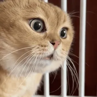 😤 88958785 gato, animal, mascota, meme, gracioso, sorprendido, lindo telegram sticker