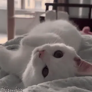 🤭 891d5b68 @fix_x_fox gato, gato blanco, mascota, animal, lindo telegram sticker