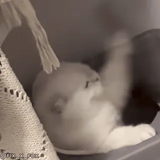 🤼 b2c9d3e5 gato, gatito, animal, mascota, lindo, gracioso telegram sticker