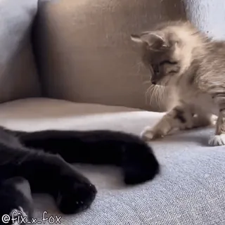 ✊ d173996c @fix_x_fox gatito, gatos, animales, mascotas telegram sticker