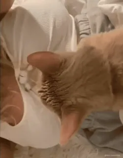 🍒 d5525a9c gato, mascota, animal, gato doméstico, felino telegram sticker