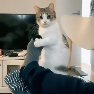 👋 e88337ca gato, gracioso, animal, gato doméstico, mono, mascota telegram sticker