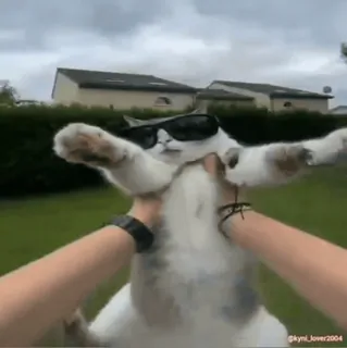 😎 e9f88d79 gato, gafas de sol, animal, gracioso, meme, mascota telegram sticker