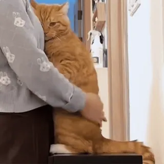 🫂 ebbfd765 gato, animal, mascota, gato naranja, gato doméstico, mamífero, persona, abrazo telegram sticker