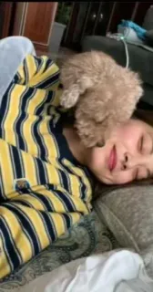 😍 560d44d1 Hund, Haustier, Frau, Schlaf, Süß, Pudel whatsapp sticker