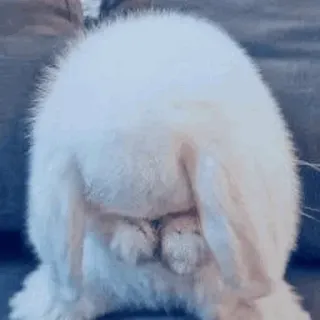 😞 b157465c konijn, konijntje, schattig, dier, huisdier telegram sticker