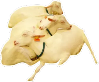 😴 5c072917 kambing, hewan, putih, pertanian, domestik whatsapp sticker