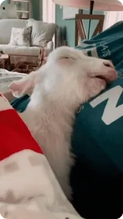 🌟 07a3c114 ヤギ, 動物, 睡眠, 白, 可愛い telegram sticker