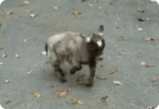 💃 15c2e2a9 ヤギ, 動物, 面白い, かわいい, アウトドア telegram sticker