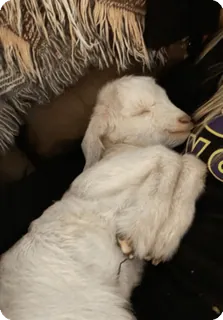 😴 194b83fb 子羊, 動物, 羊, かわいい, 赤ちゃん動物, 白, 睡眠 telegram sticker