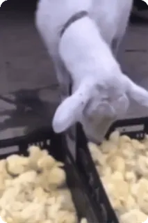 🍗 279d2bdc ヤギ, 動物, 食べる, ポップコーン, 可愛い telegram sticker