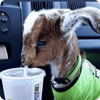 🥤 4dcd9939 ヤギ, 動物, 飲む, マクドナルド, 車, 面白い, かわいい telegram sticker