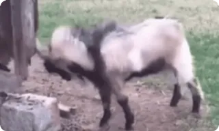 💥 8a96c95f ヤギ, 動物, 家畜, 角, 家畜, 野生動物, 哺乳類 telegram sticker