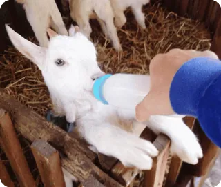 🍼 8fca9cee ヤギ, 子ヤギ, 動物, 授乳, 哺乳瓶, 哺乳類, 家畜 telegram sticker