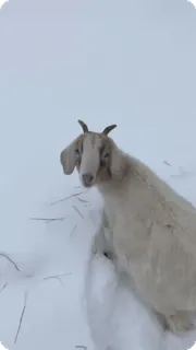 😕 b1e4e3ed ヤギ, 動物, 雪, 冬, 哺乳類, アウトドア, 家畜 telegram sticker