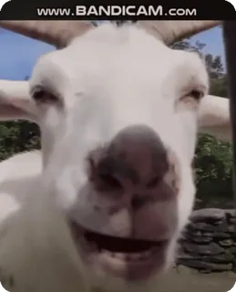 ☀️ c4250b21 WWW.BANDICAM.COM ヤギ, 動物, 白, 角, 哺乳類, 家畜 telegram sticker