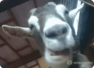 🍽 c6d1ce06 ヤギ, 動物, 家畜, 面白い, ミーム, かわいい telegram sticker