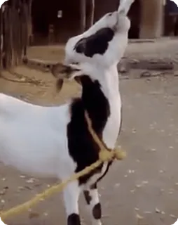 🍻 dc536e67 ヤギ, 動物, 家畜, 家畜 telegram sticker