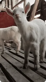 💋 dcefe766 ヤギ, 子ヤギ, 動物, 家畜, 家畜動物, かわいい, 白いヤギ telegram sticker