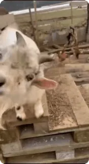 🤬 dfb871ba telegram sticker