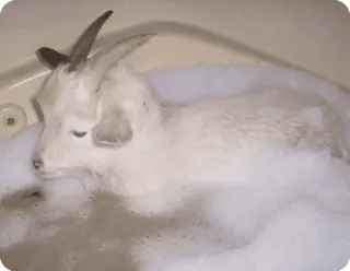 💦 ecd3d837 ヤギ, お風呂, 動物, 泡, 可愛い, ペット, 家畜 telegram sticker