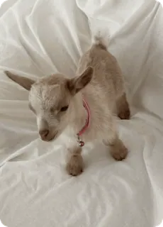 🫤 f7a134ea ヤギ, 動物, かわいい, ペット, 子ヤギ, 家畜 telegram sticker