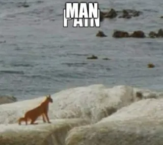 🐱 09c60a32 MAN
PAIN meme, động vật, nỗi đau đàn ông, ngựa, buồn telegram sticker