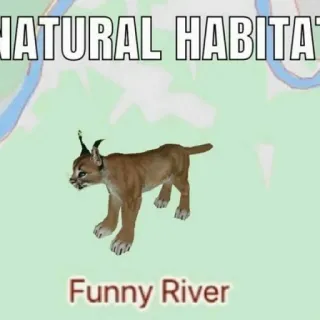 🐱 11422417 NATURAL HABITAT Funny River caracal, hài hước, động vật, mèo, meme telegram sticker