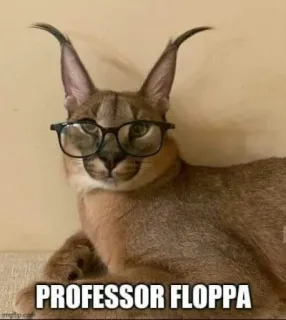 🐱 12ee93c4 Floppa PROFESSOR FLOPPA mèo, động vật, floppa, giáo sư, kính telegram sticker