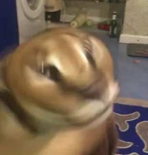 🐱 206fc29e chó, hài hước, mờ, thú cưng, động vật telegram sticker