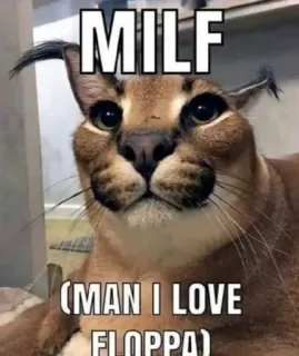 🐱 2f872deb MILF
(MAN I LOVE FLOPPA) mèo, meme, floppa, hài hước, động vật telegram sticker