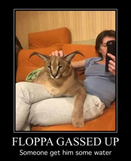 🐱 31c01ed4 Floppa FLOPPA GASSED UP
Someone get him some water mèo, meme, floppa, hài hước, hăng hái telegram sticker