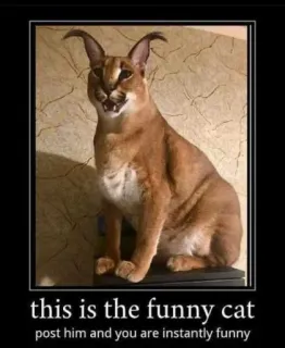 🐱 376690c5 this is the funny cat
post him and you are instantly funny mèo, hài hước, meme, động vật, Floppa telegram sticker