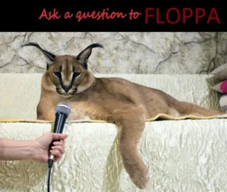 🐱 379476b6 Floppa Ask a question to FLOPPA mèo, meme, floppa, caracal, động vật, hài hước telegram sticker