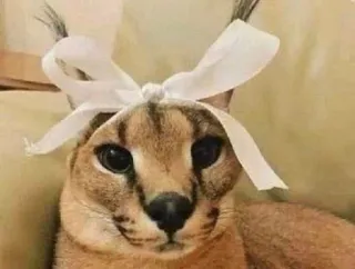 🐱 41bc3a3f mèo, Floppa, động vật, nơ, mèo telegram sticker