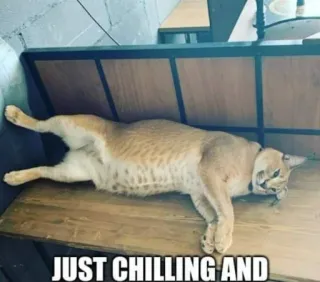 🐱 4a5a3a2c JUST CHILLING AND mèo, chill, thư giãn, động vật, vui nhộn telegram sticker