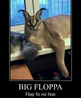 🐱 61cf60dd BIG FLOPPA
Flop fo no hoe Big Floppa, caracal, meme, mèo, floppa telegram sticker