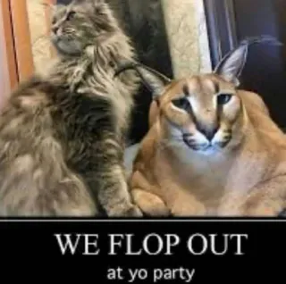 🐱 64aa1cc0 WE FLOP OUT at yo party mèo, Floppa, meme, tiệc, động vật, hài hước telegram sticker