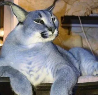 Big Floppa whatsapp stickers