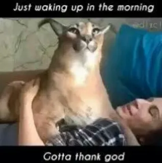 🐱 9d1417b9 Just waking up in the morning
Gotta thank god mèo, buổi sáng, cầu nguyện, thượng đế, giấc ngủ telegram sticker