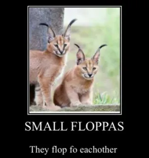🐱 ab714191 SMALL FLOPPAS
They flop fo eachother Caracal, Linh miêu, Floppa nhỏ, Mèo tai to, Meme, Động vật, Mèo telegram sticker