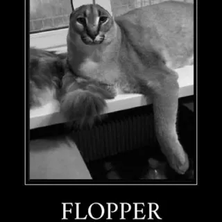 🐱 acbddf1f FLOPPER mèo, động vật, meme, Flopper telegram sticker